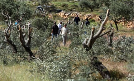 مستوطنون يهاجمون المواطنين ويسرقون ثمار الزيتون جنوب بيت لحم